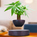 Levitating Magnetic Bonsai Tree Planter Pot | Zincera